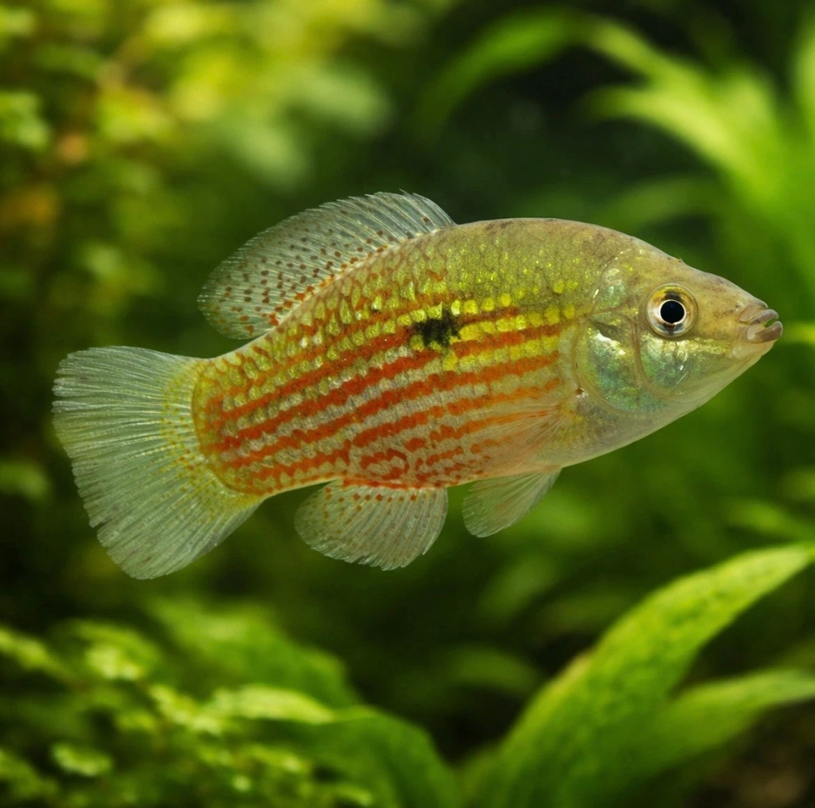 4 American Flagfish