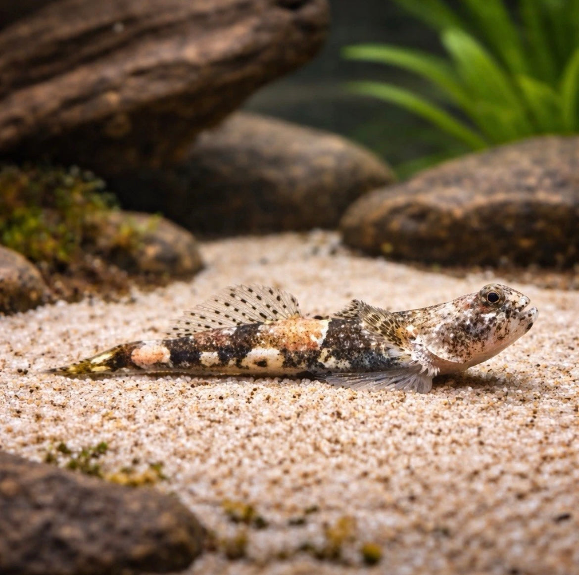 3 Micro Dragon Goby