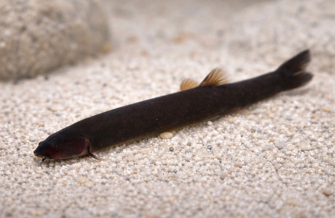 5 Black Kuhli Loach