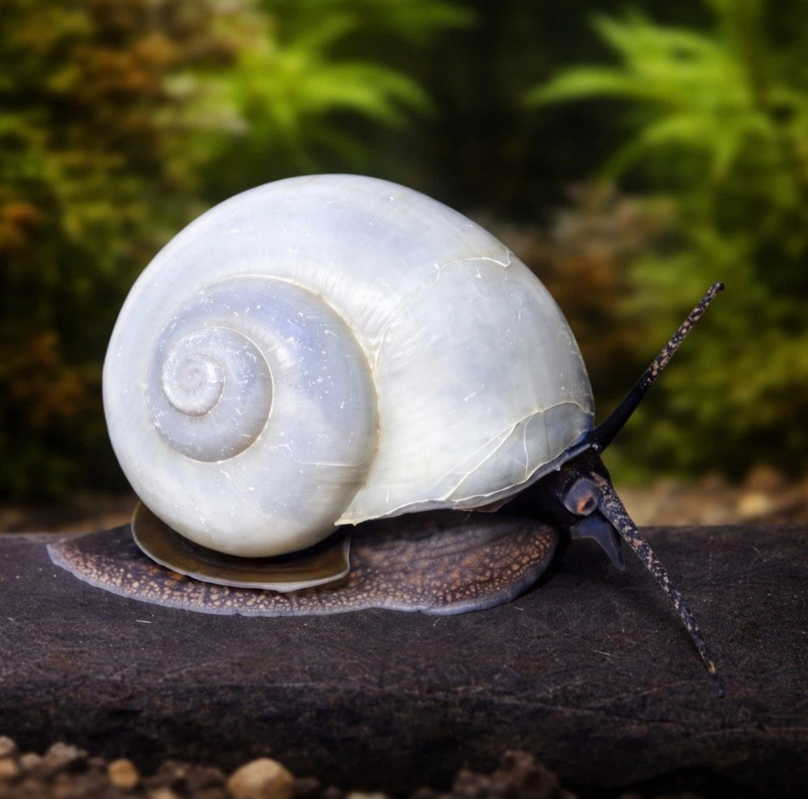 4 Assorted Mystery Snails