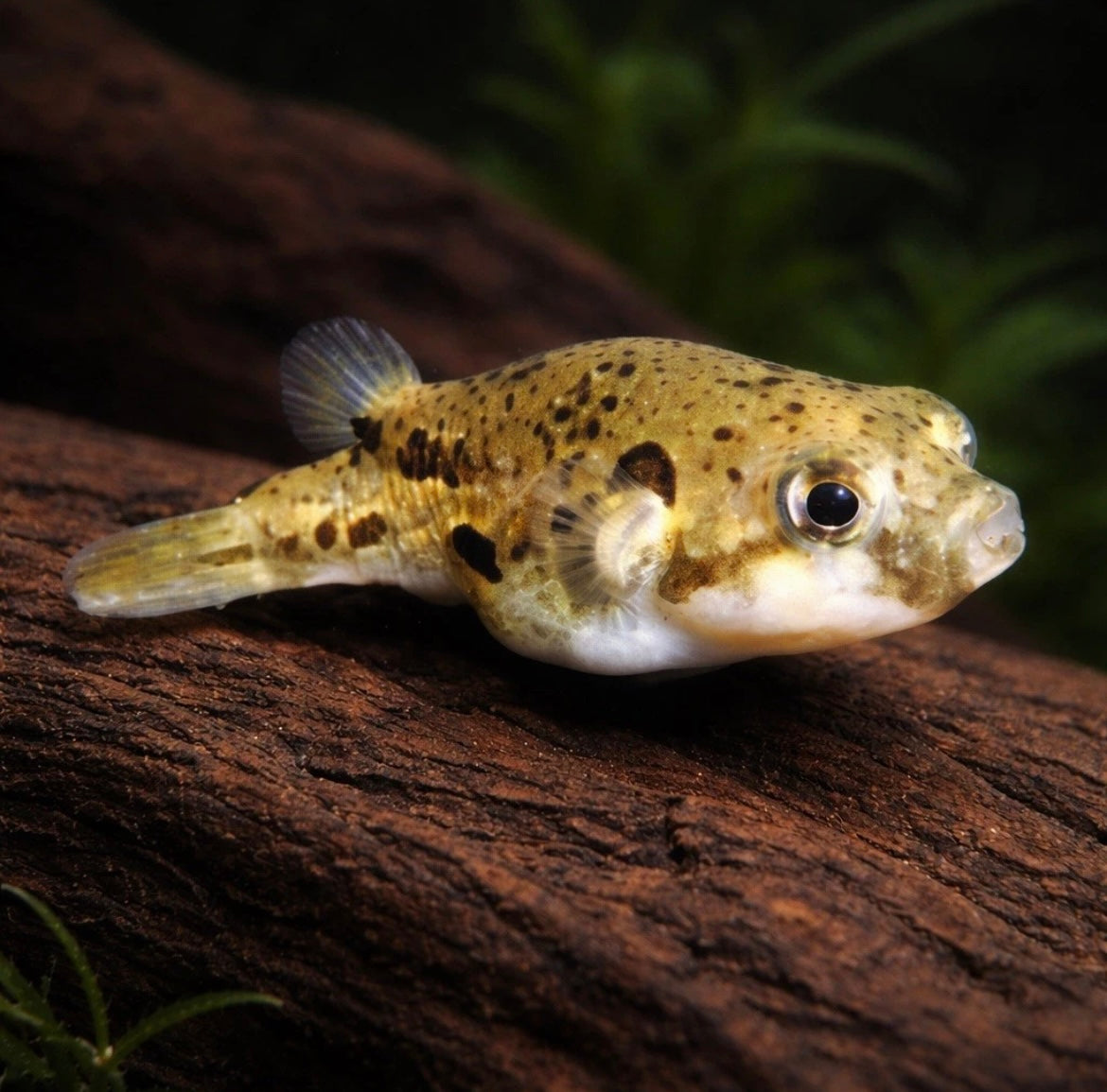 4 Indian Pea Puffer