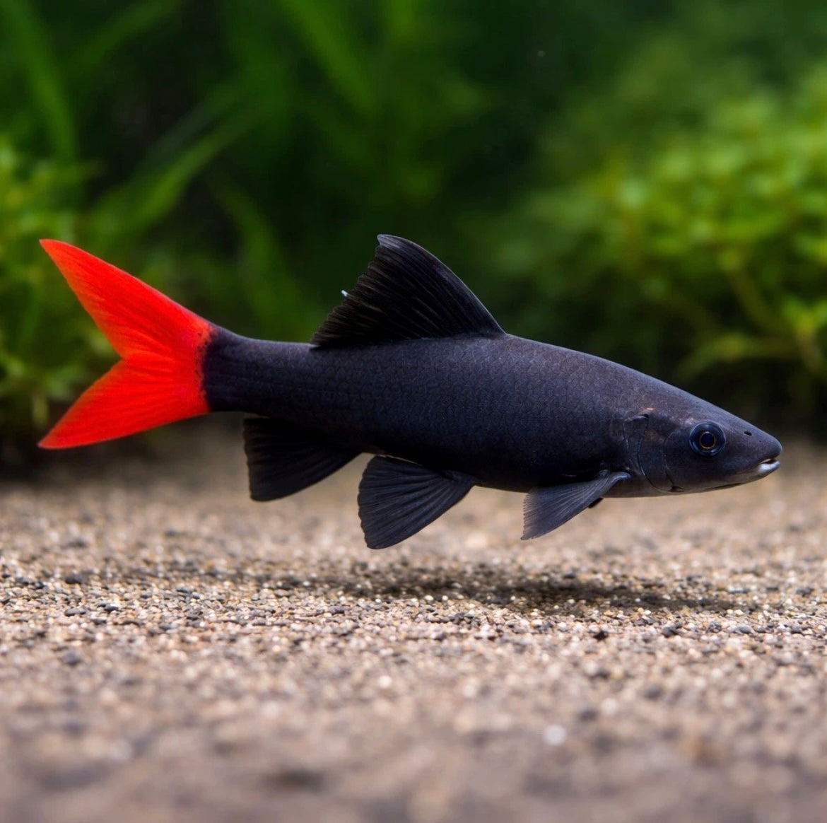 3 Red Tail Sharck