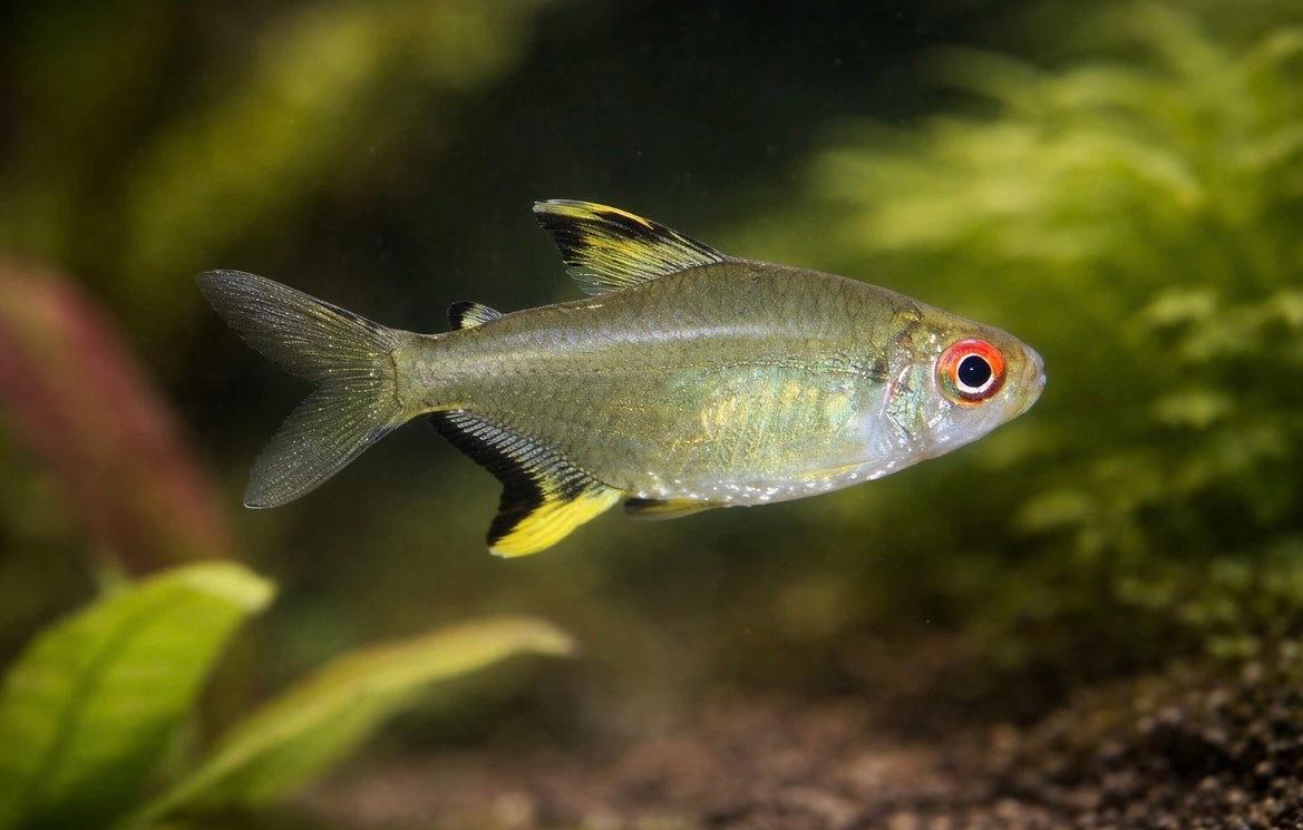 8 Lemon Tetra