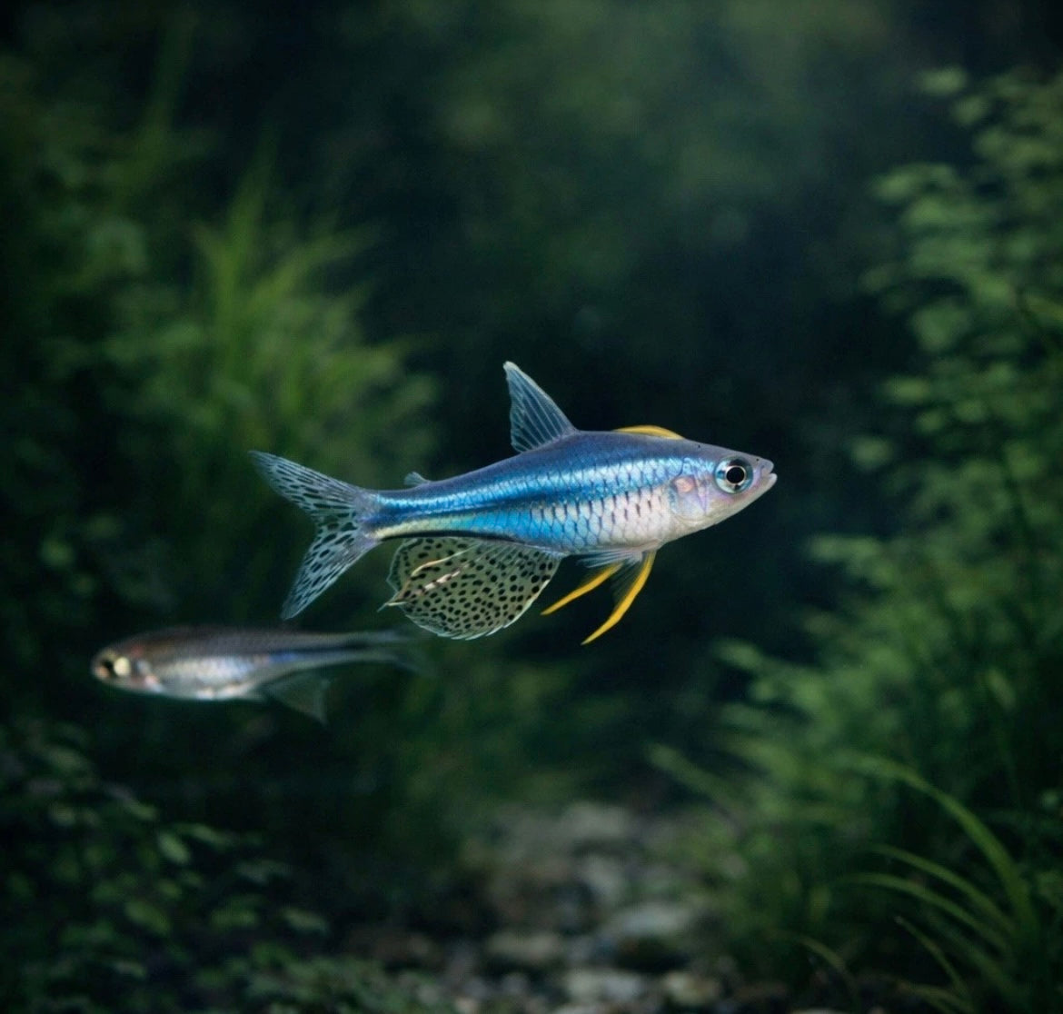 3 Blue Eye Gertrudae Rainbowfish