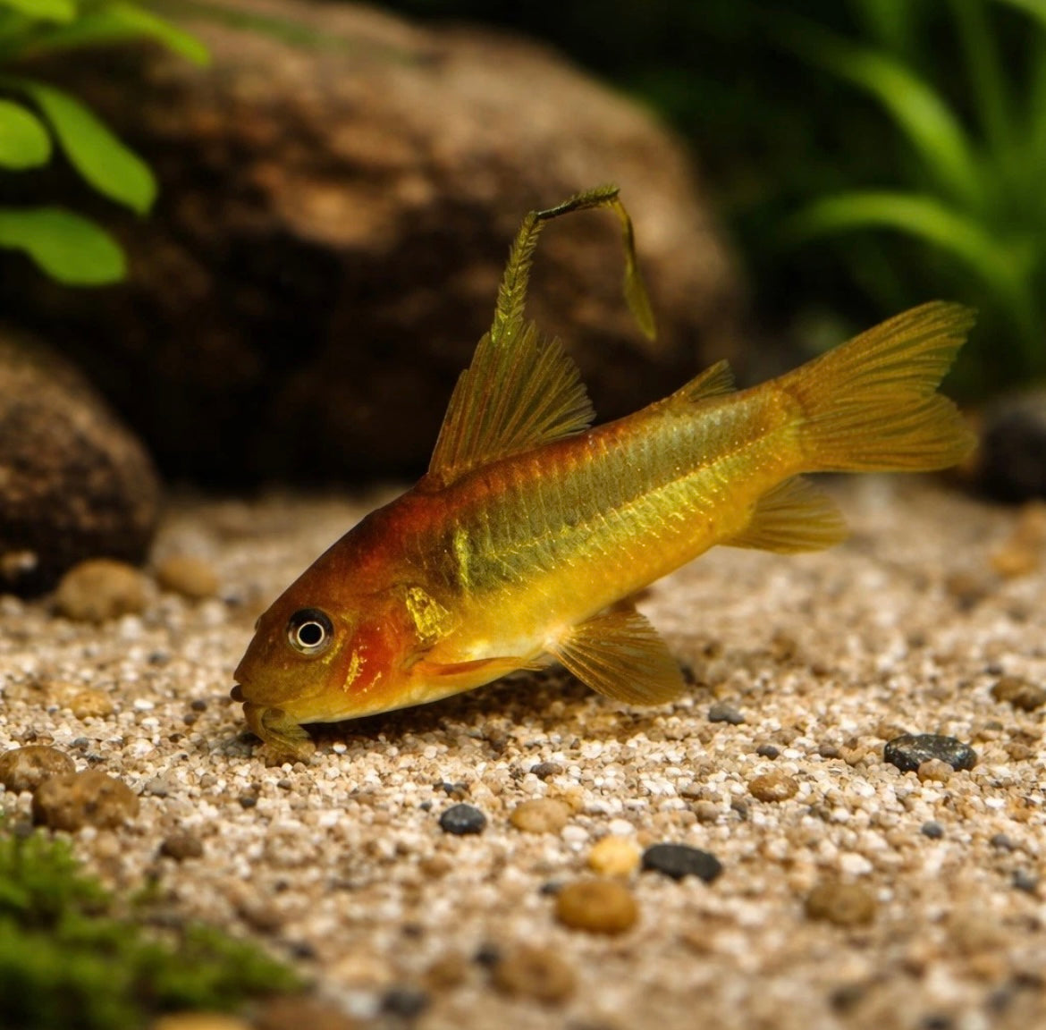 Red Laser Cory