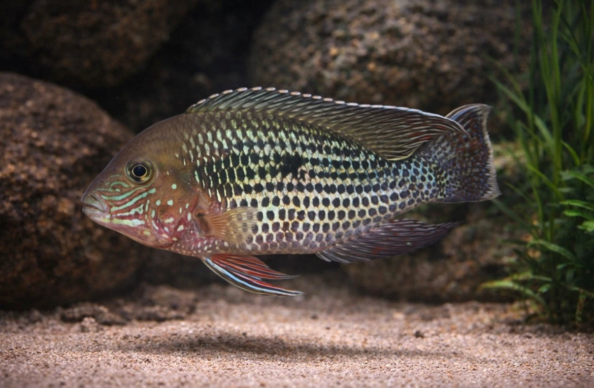 3 Green Terror Cichlid 2”