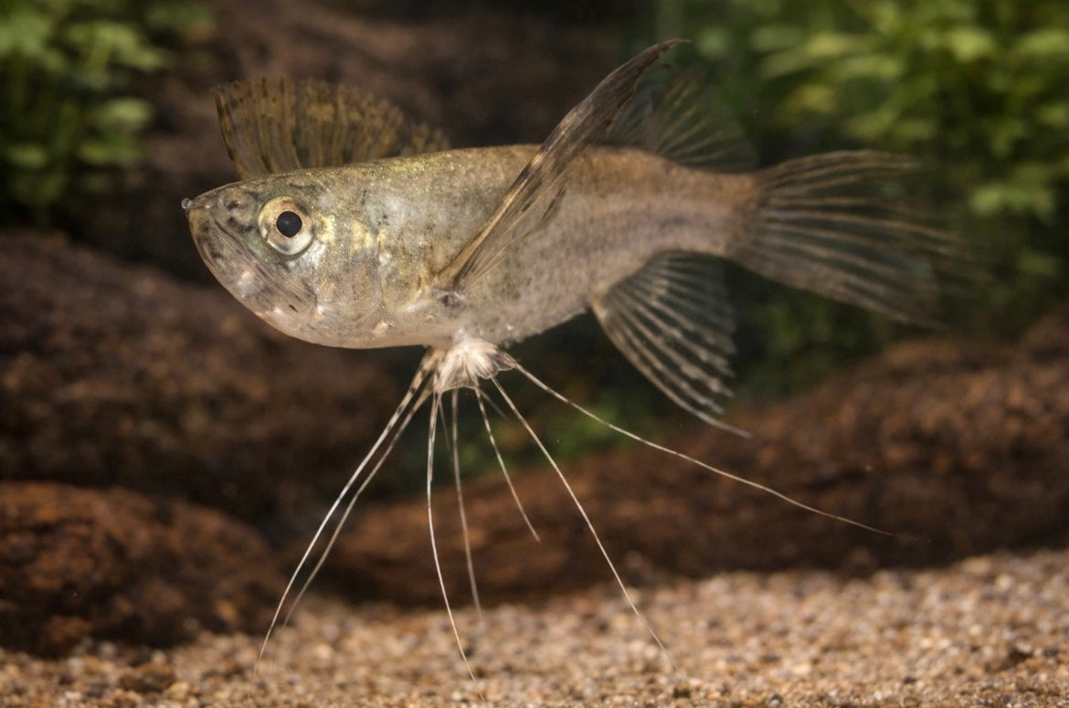 African Butterflyfish