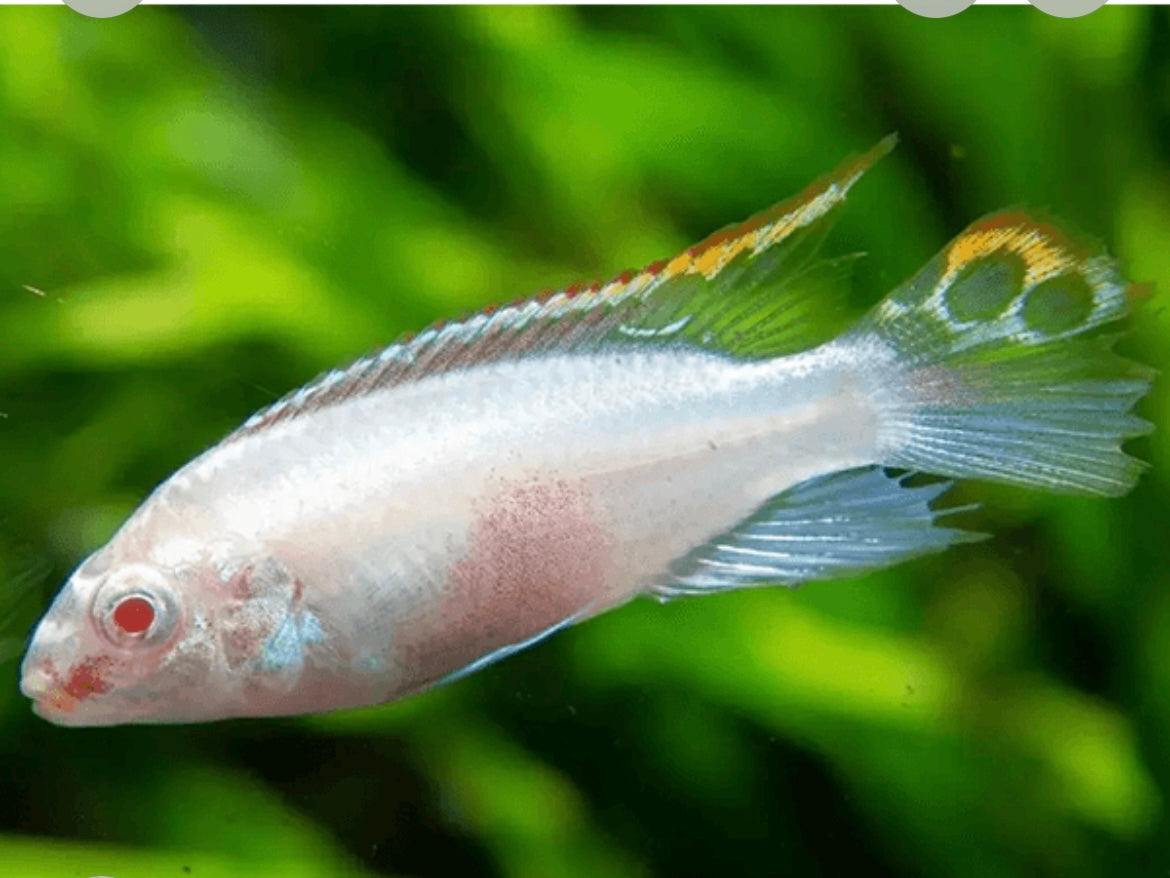 5 Albino Kribensis