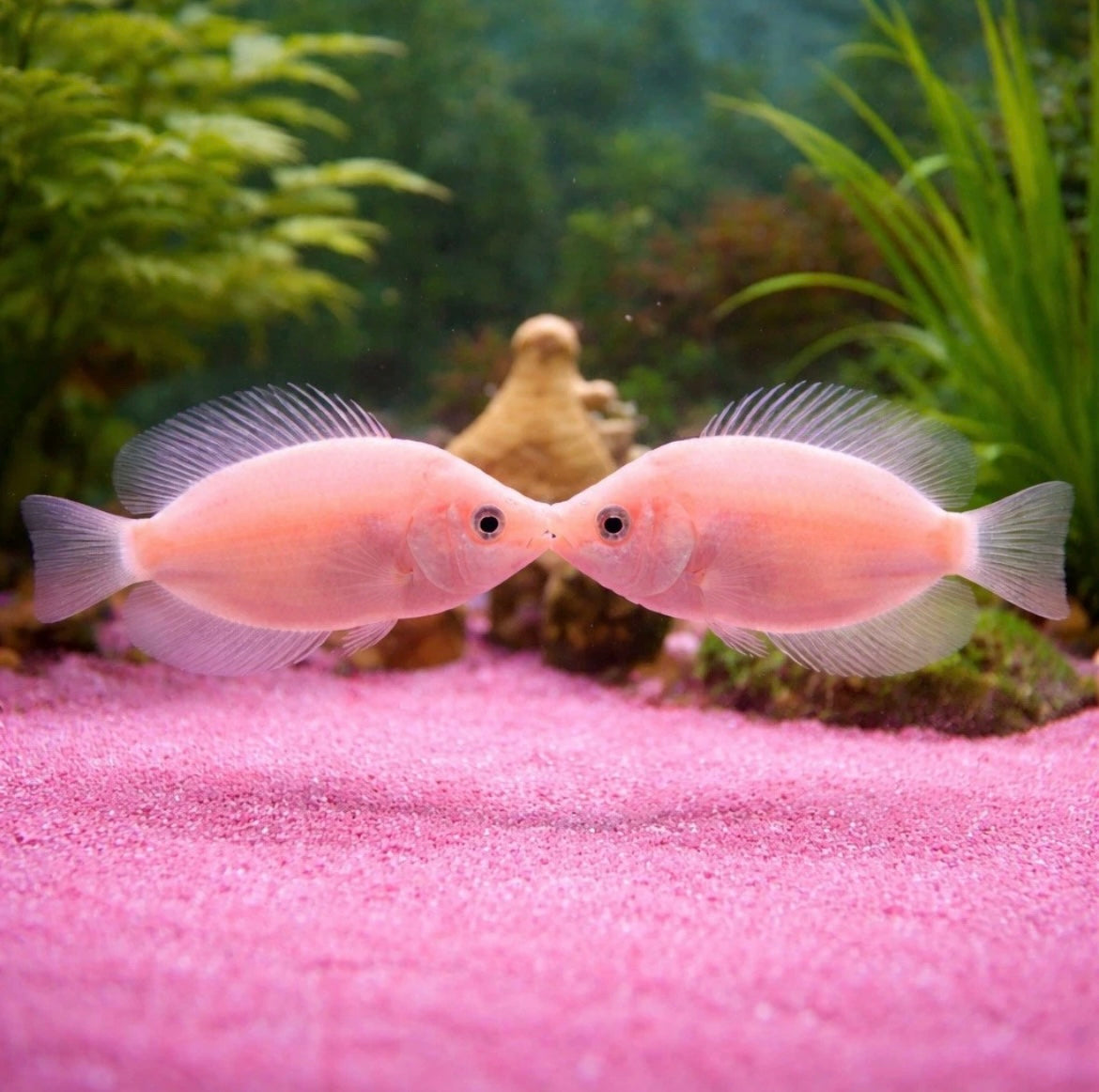 4 Pink Kissing Gourami