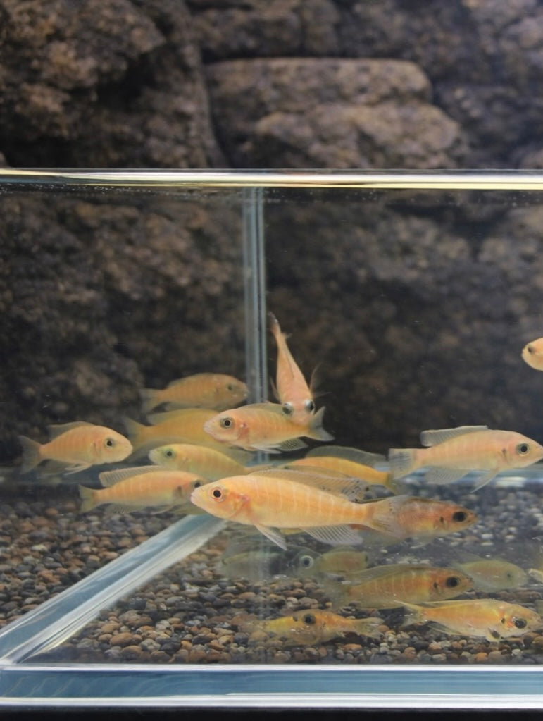 2 Lamprologus Brevis
