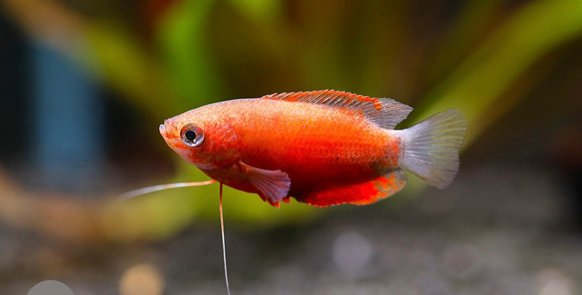 4 Red Honey Gourami