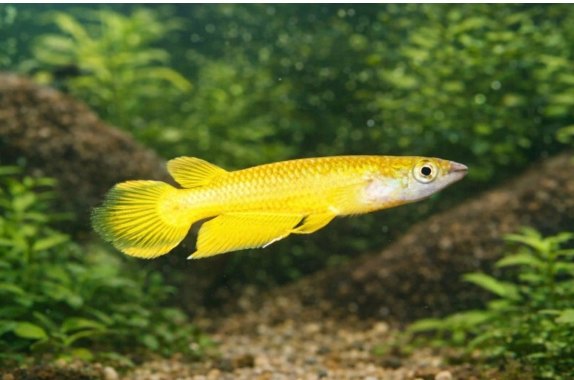 7 Gold Wonder Killifish