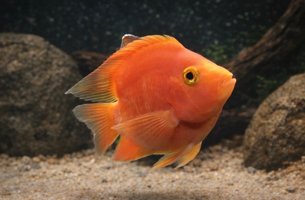 Blood Red Parrot Cichlid