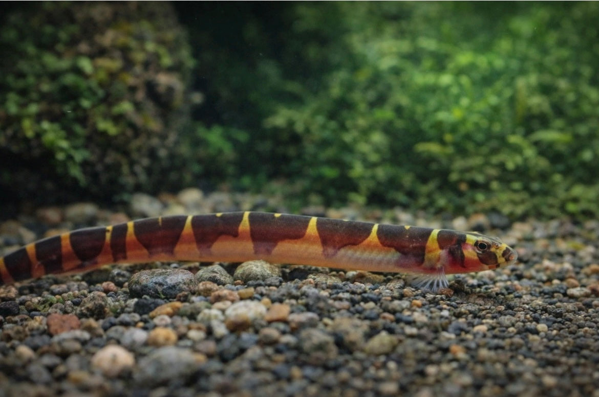 5 Super Kuhli Loach