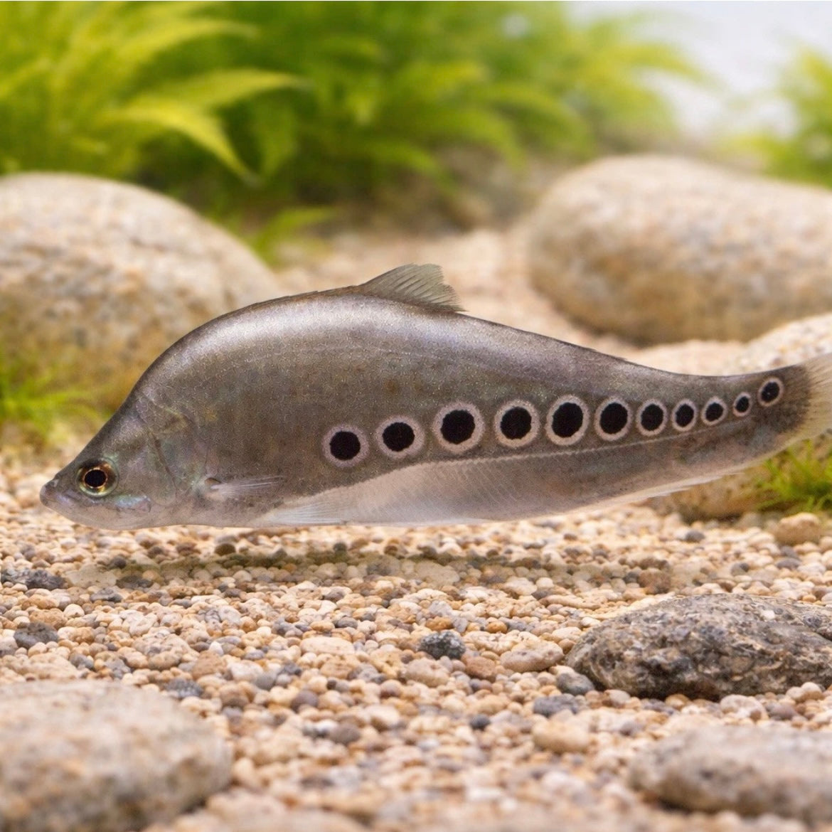 Clown Knifefish