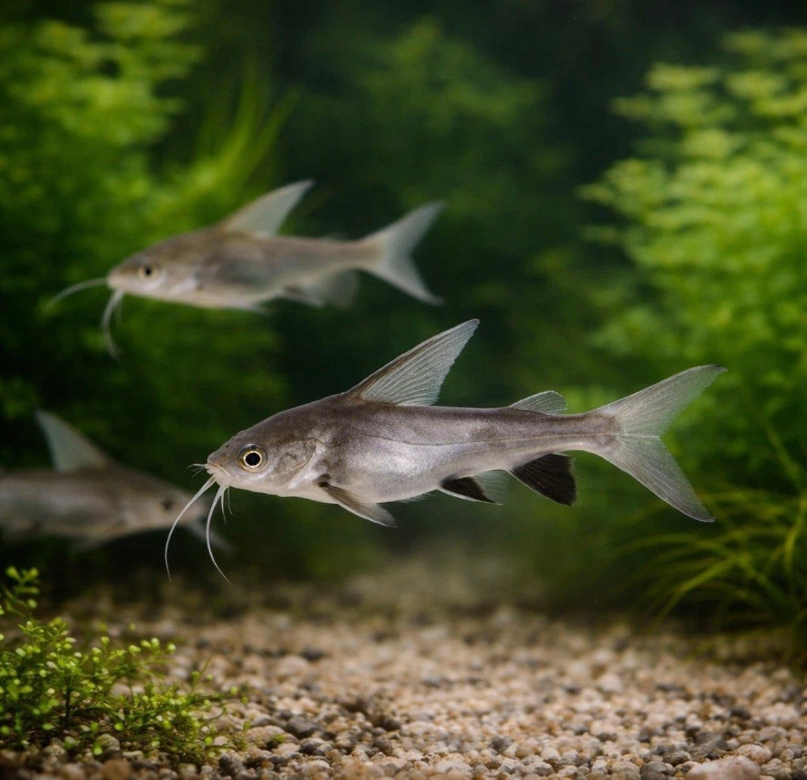 3 black tip Shark