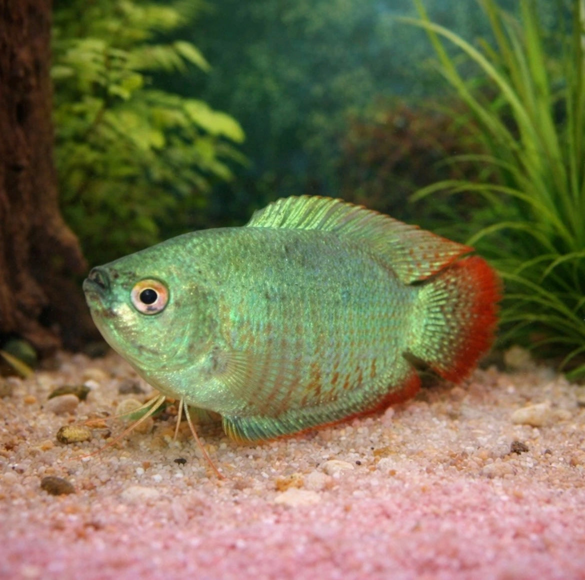 3 Powder Blue Dwarf Gourami