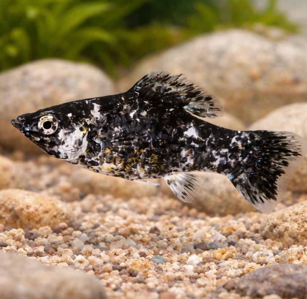 5 Dalmatian Molly