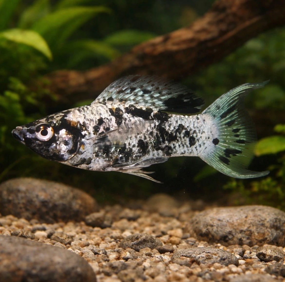4 Dalmatian Lyre Molly