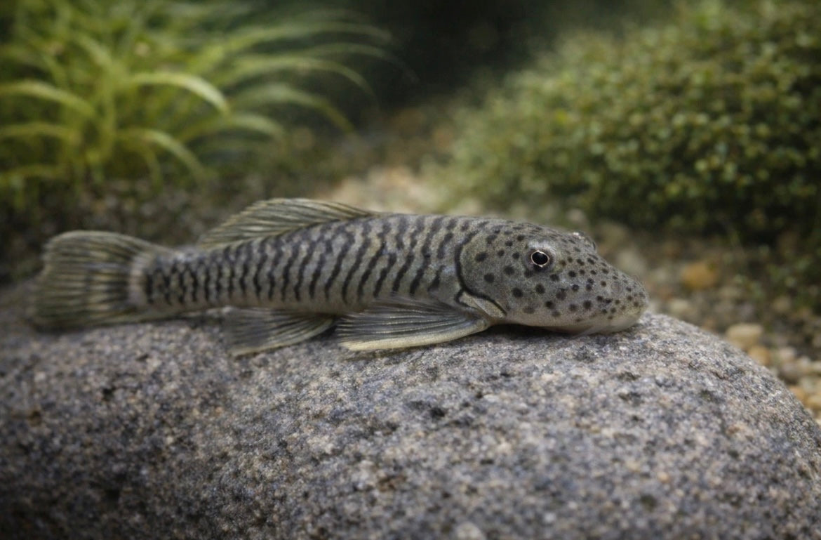 L-146 Rubberlip Pleco Rubbernose Pleco