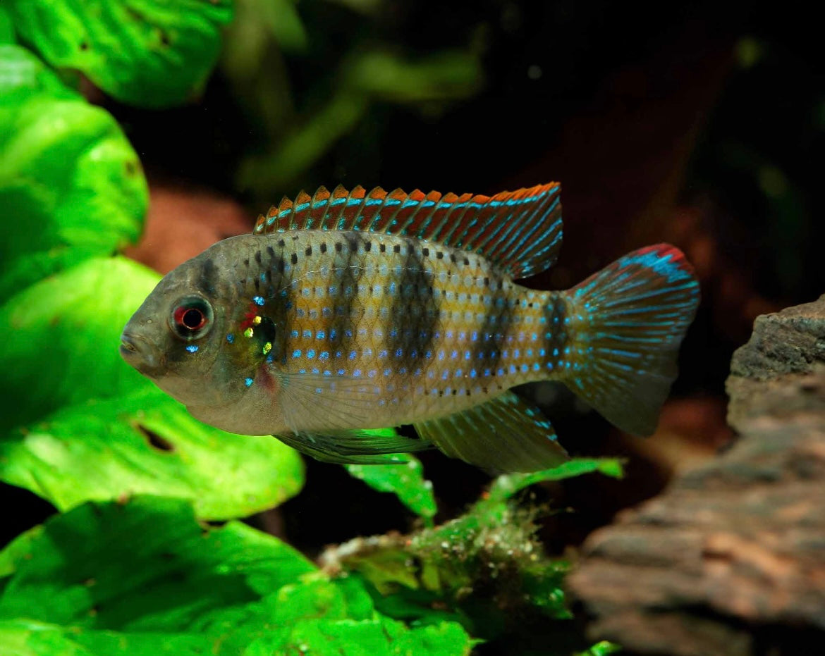 6 African Butterfly Cichlid