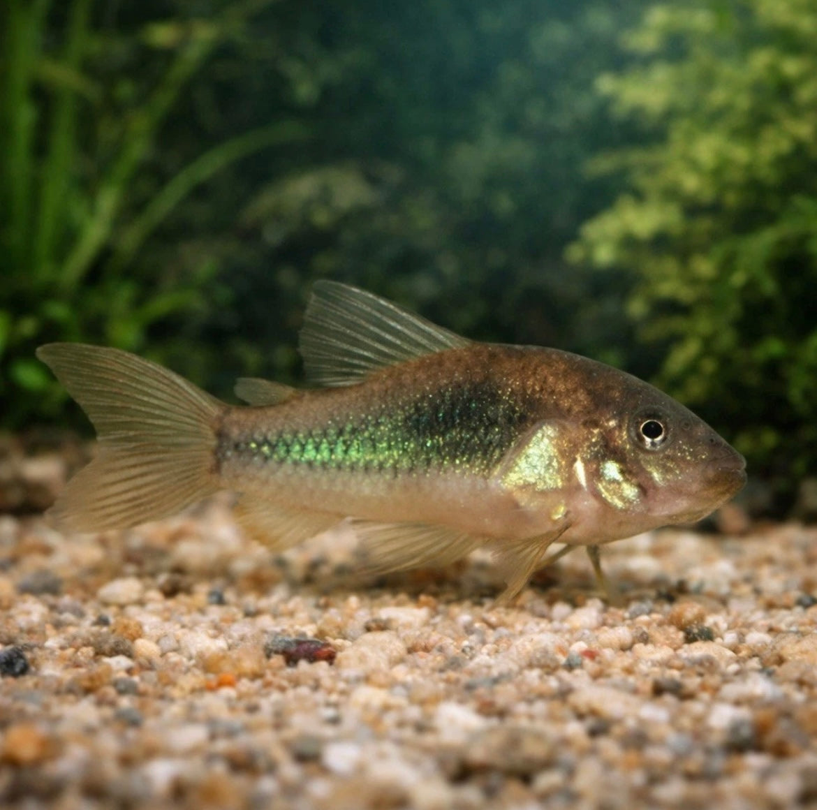 3 Bronze Cory