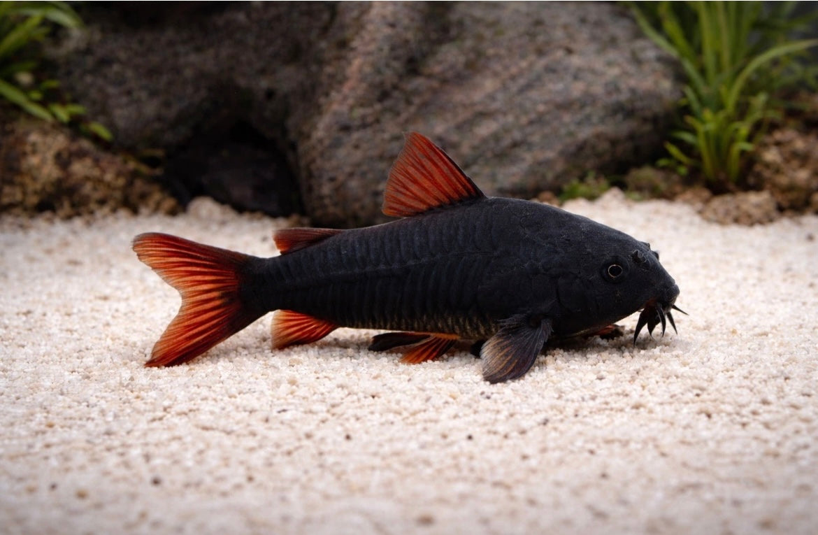 Black Venezuelan Cory