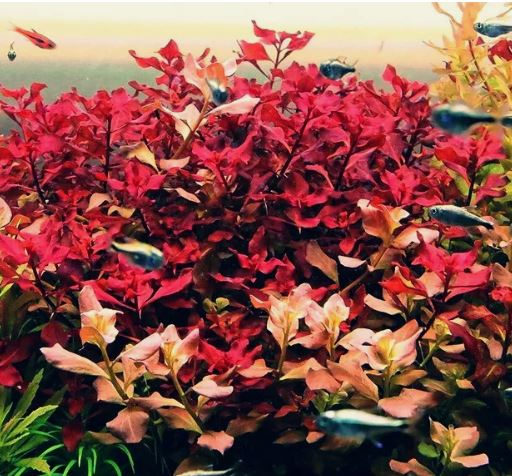 Ludwigia Palustris Super Red Mini