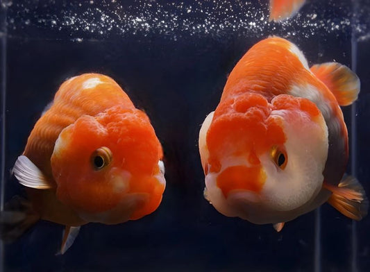 Red & White Ranchu Goldfish - 3.5-4"