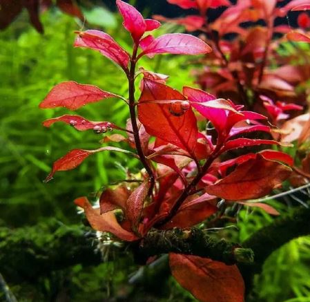 Ludwigia Palustris Super Red Mini