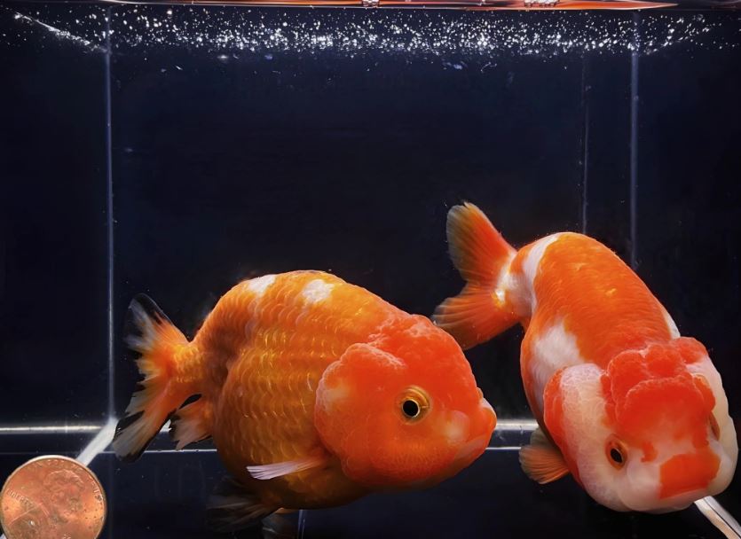 Red & White Ranchu Goldfish - 3.5-4"