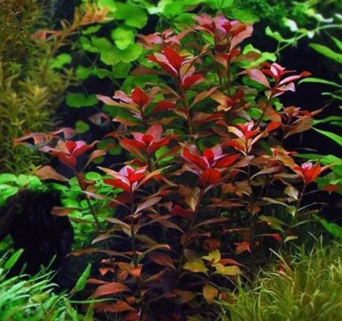 Ludwigia Palustris Super Red Mini