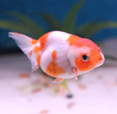 Red & White Ranchu Goldfish - 3.5-4"