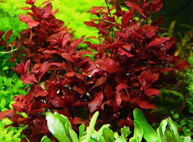 Ludwigia Palustris Super Red Mini