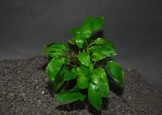 CRYPTOCORYNE WILLISI 1 POT -Freshwater Aquatic Live Plants