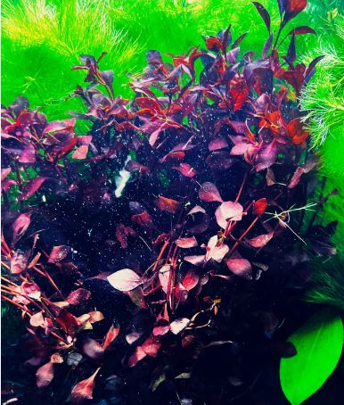 Ludwigia Palustris Super Red Mini