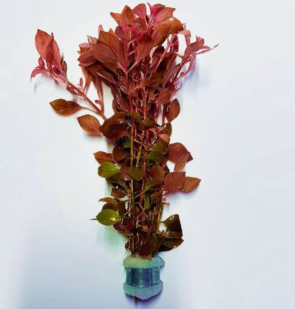 Ludwigia Palustris Super Red Mini