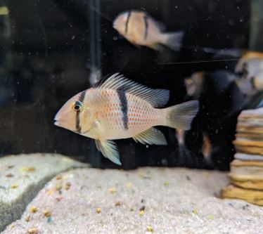 Suriname Red Spotted Cichlid