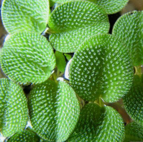 Salvinia Rotundifolia Minima  - Aquatic Live Plants