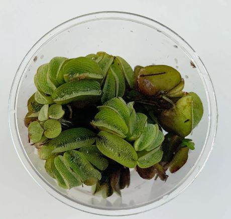 Salvinia Rotundifolia Minima  - Aquatic Live Plants