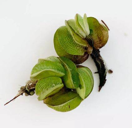 Salvinia Rotundifolia Minima  - Aquatic Live Plants