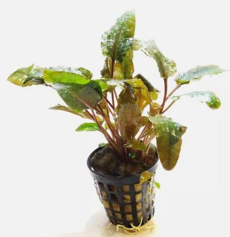CRYPTOCORYNE TROPICA 1 POT -Freshwater Aquatic Live Plants