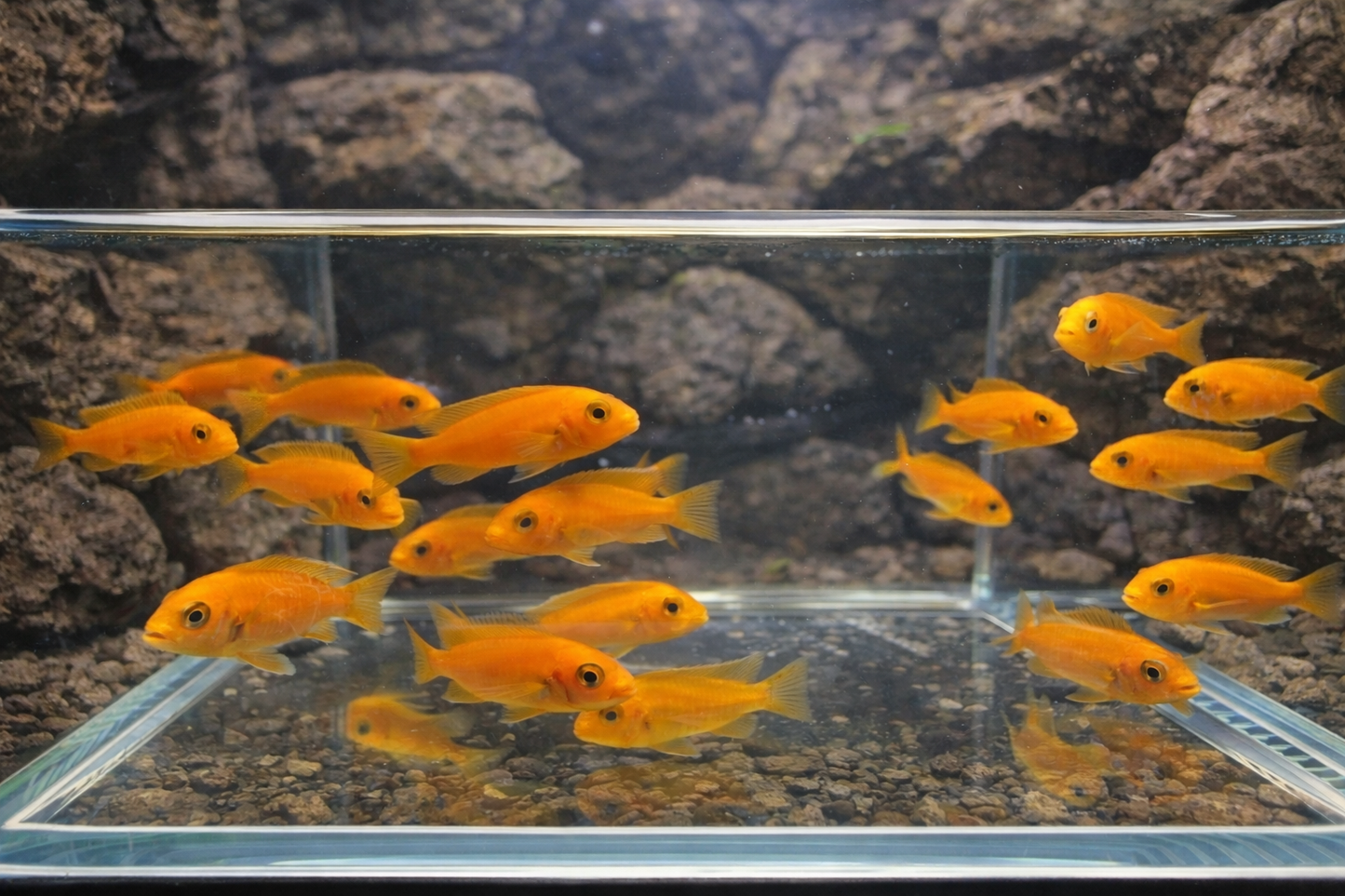 4 Red Zebra Cichlid