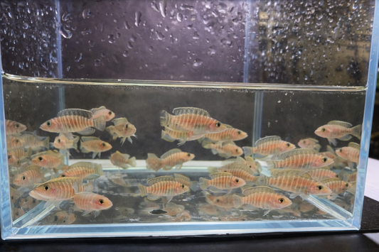 Neolamprologus similis- Zebra Shell Dweller (1.5"-2")