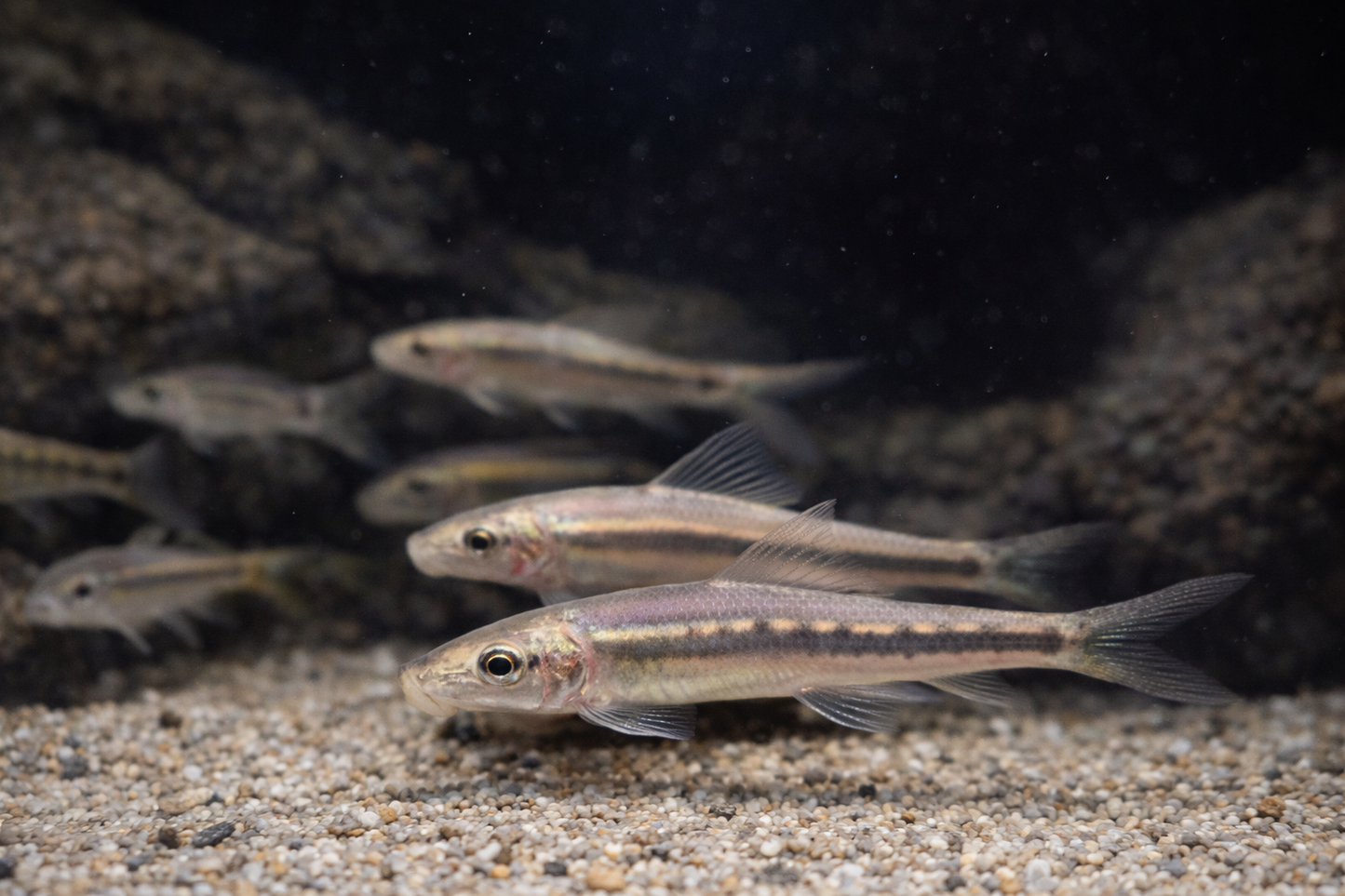 10 Chinese Algae Eater