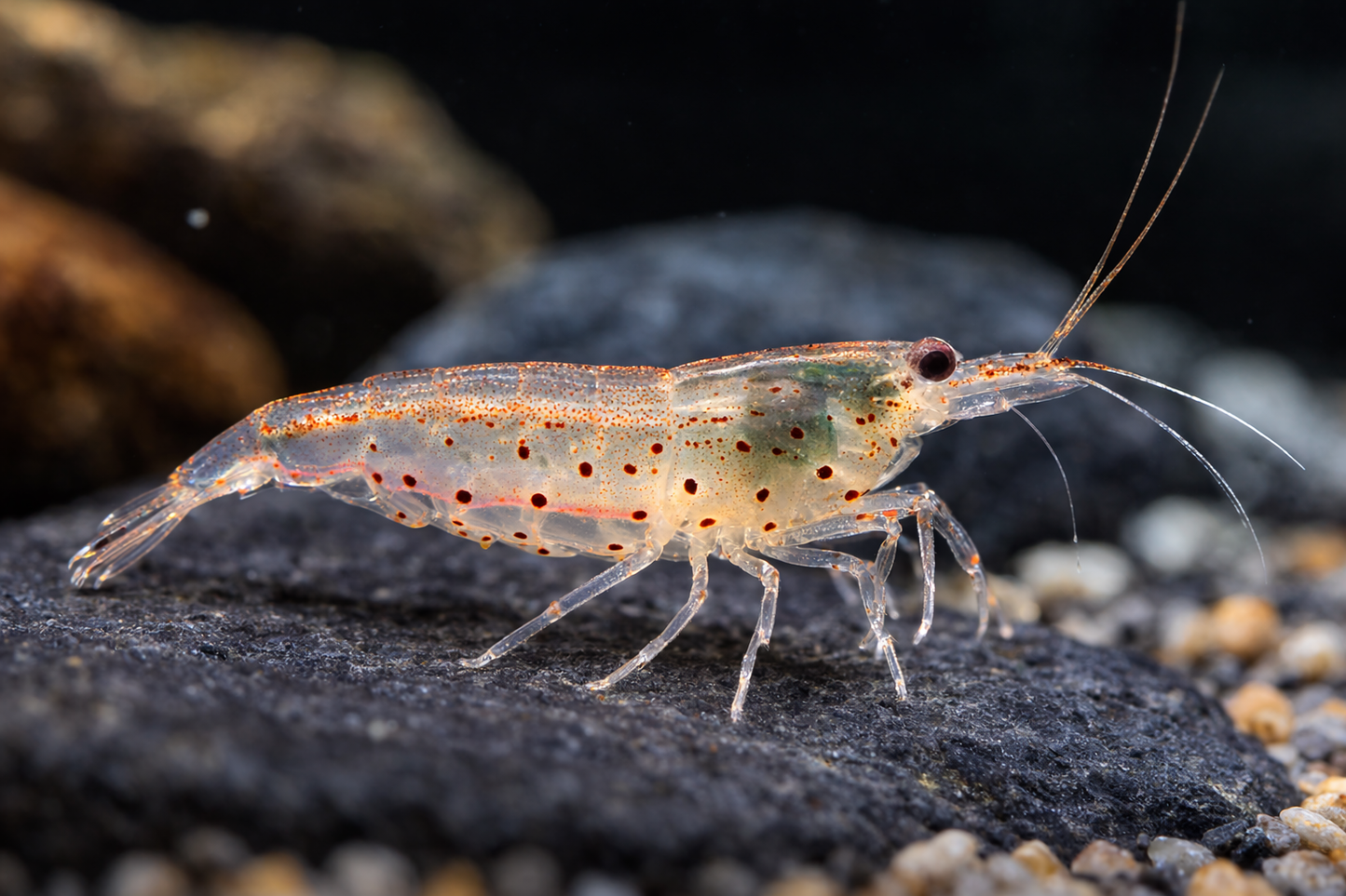 4 Amano Shrimp - Jumbo (XXL)