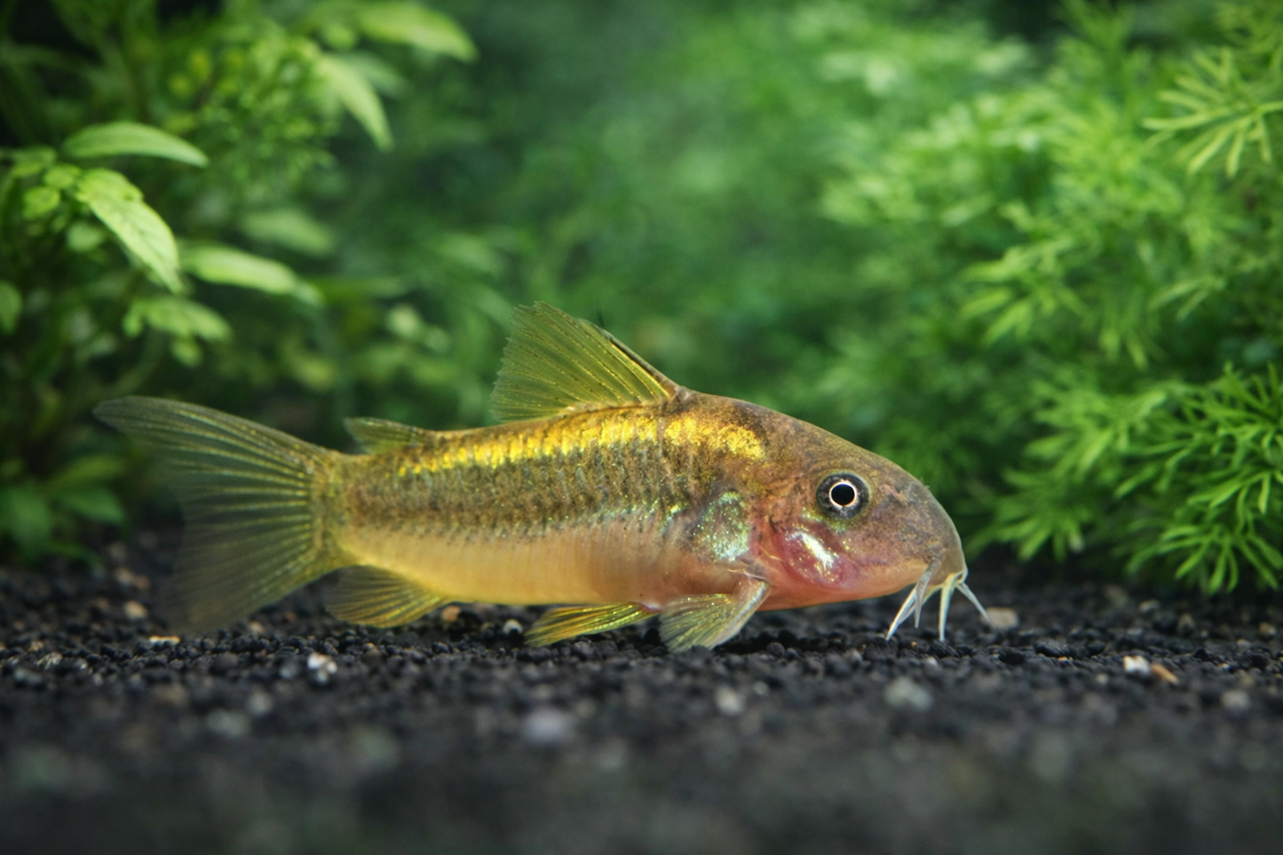 Gold Laser Cory