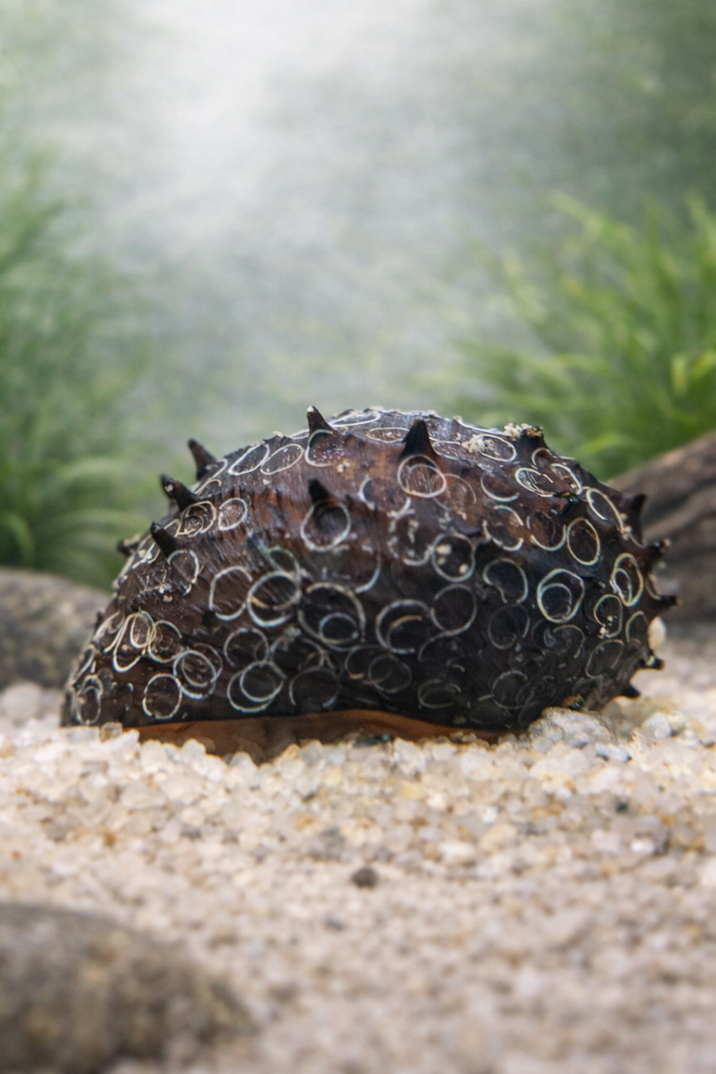 2 Assorted King Koopa Nerite Snail