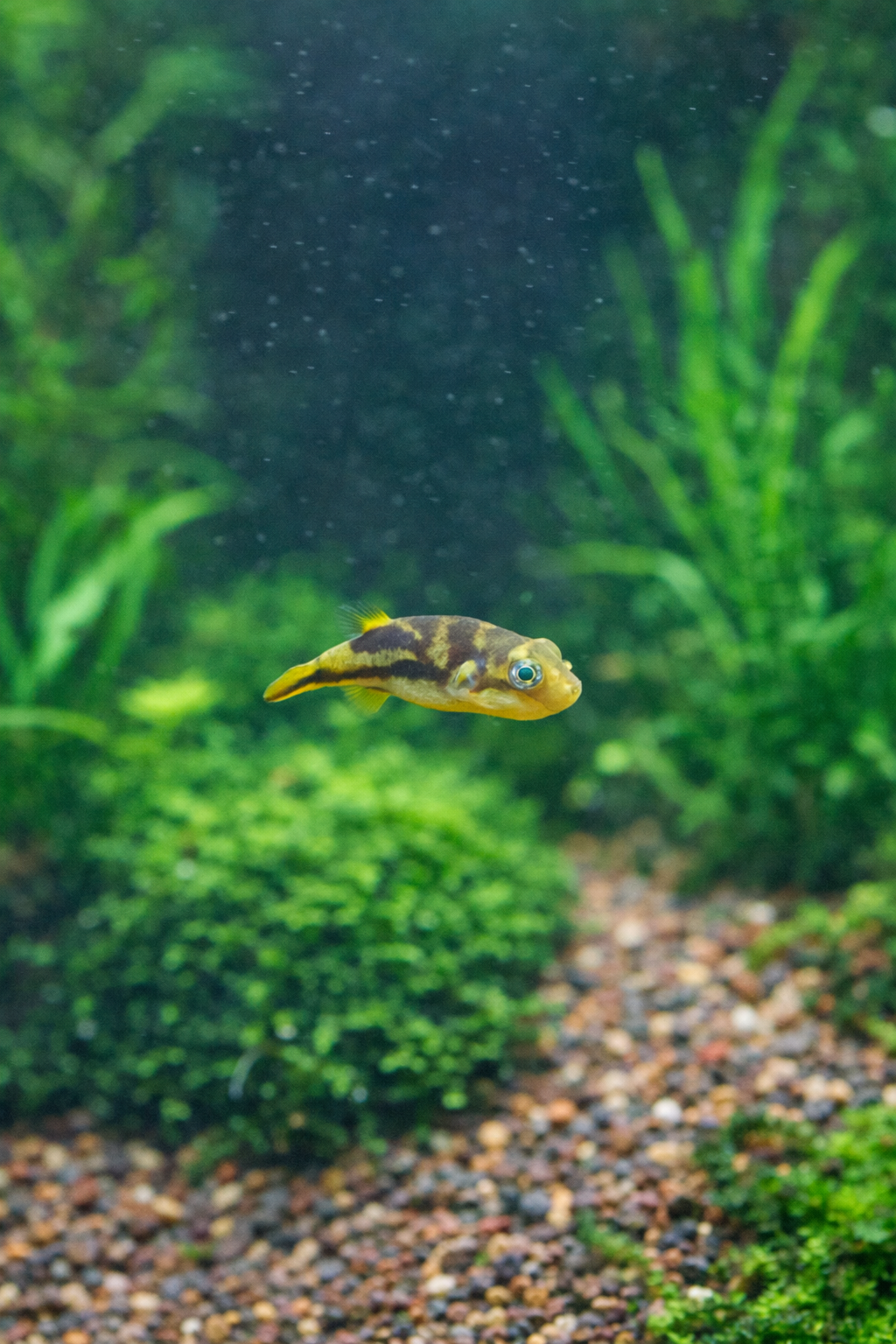 6 Pea Puffer