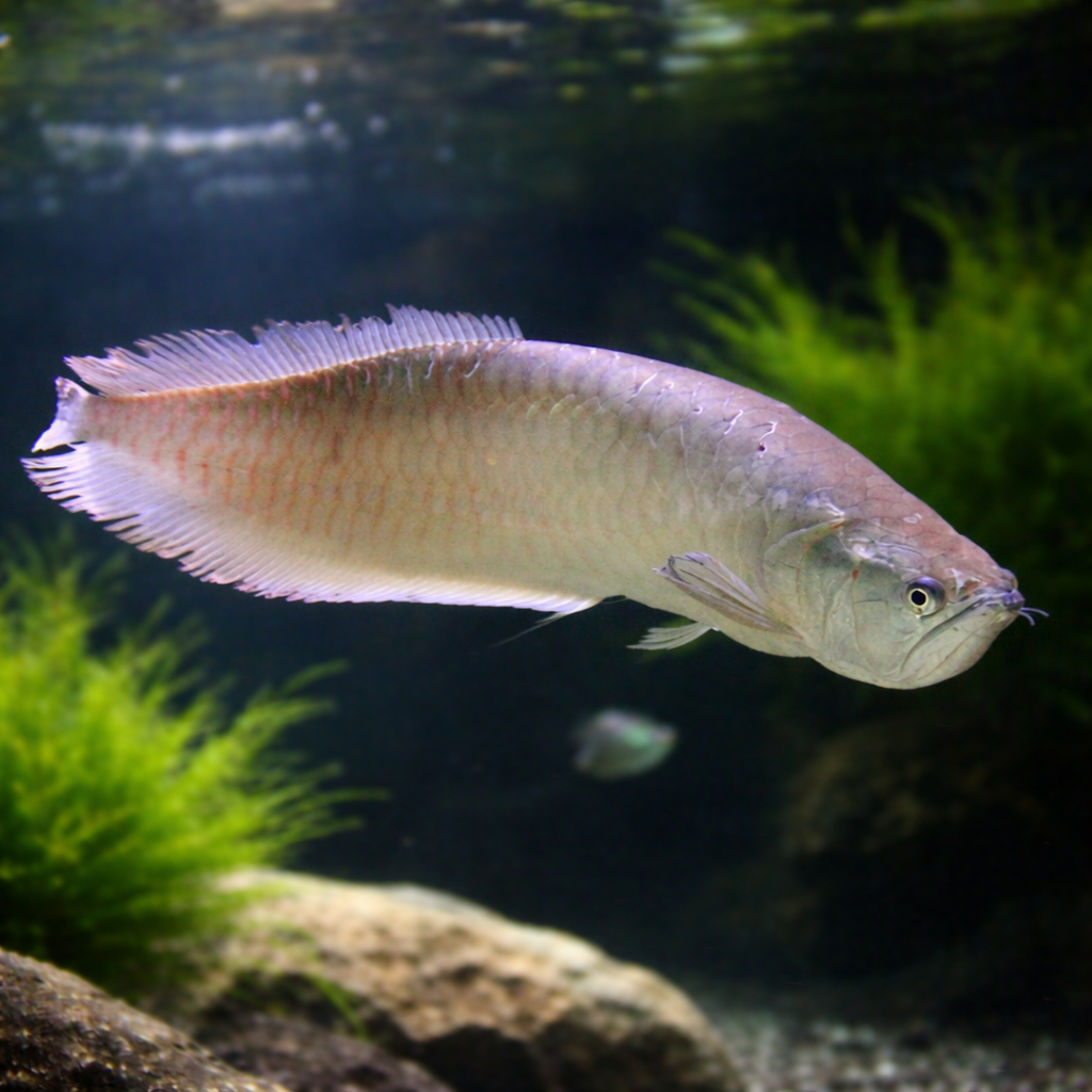 Silver Arowana